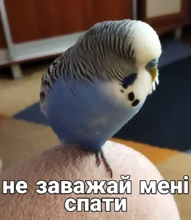 🐦