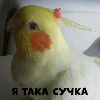 👸