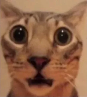 😺