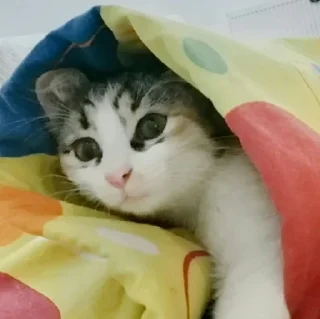 🐈
