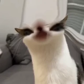 😺