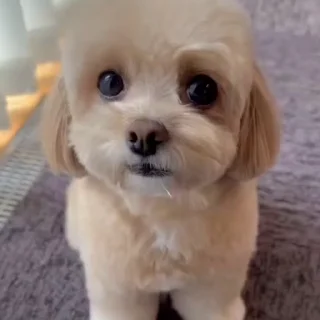 🥺