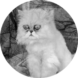 😺