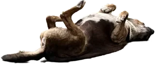 😴