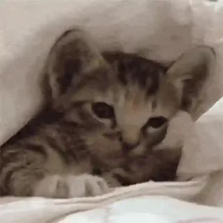 🐈