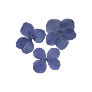 🌼