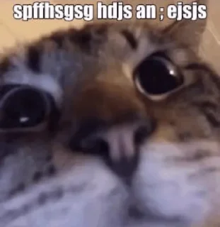 😼