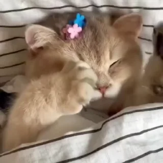 😼