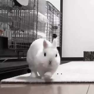 🐇