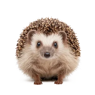🦔