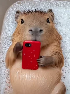 🌟