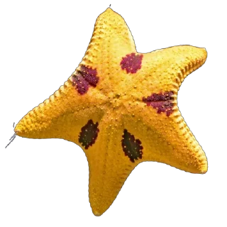 ⭐️