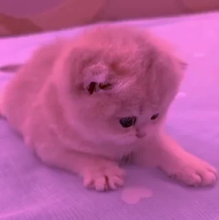 🐱