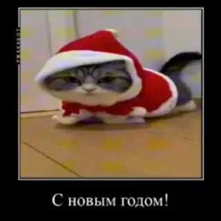 🐱