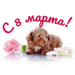 🌷