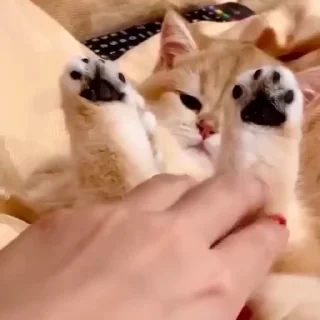 🐾