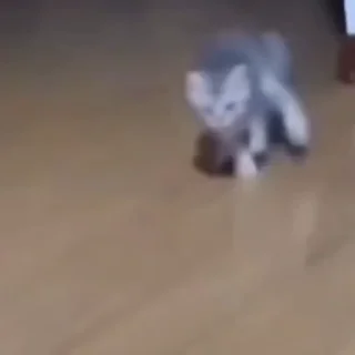 🐈
