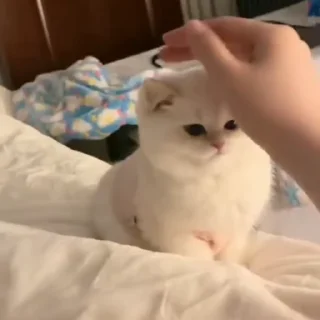 😻