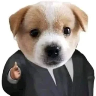 🐶