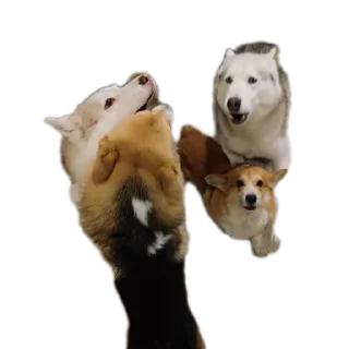🐶
