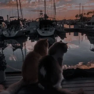 ✨