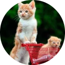 🐱