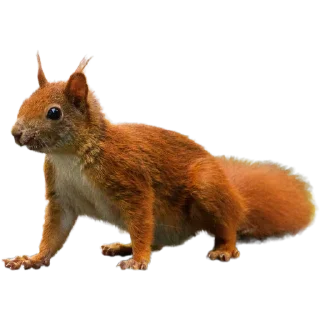 🐿️