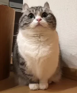 😻