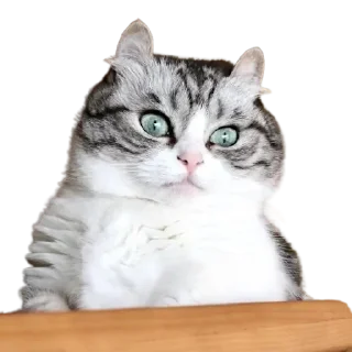 😺