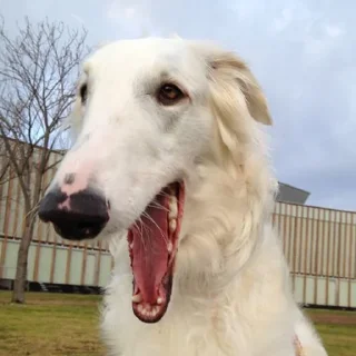😄