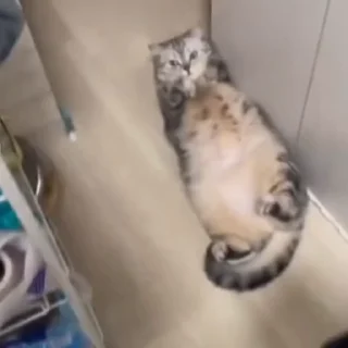 🐈‍⬛️