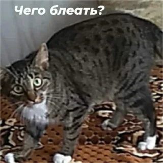❓