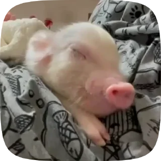 😴