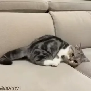 😾