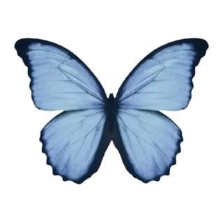 🦋
