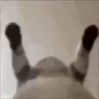 😺