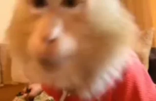 👀