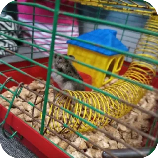🐦