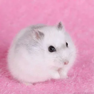 🐹