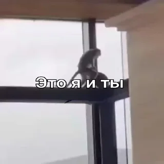 🐵