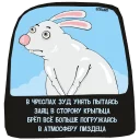 🐰