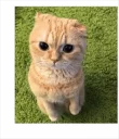 😿
