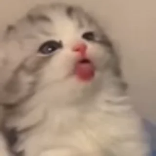 🐈‍⬛