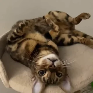 🤩