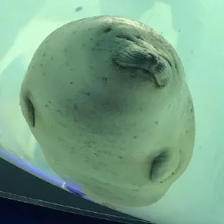 🦭