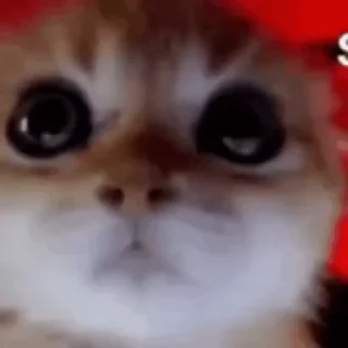 😼