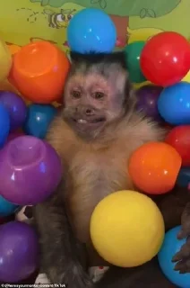 🎈