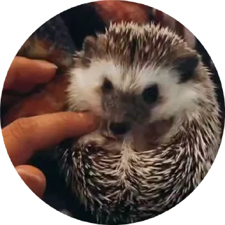 🦔