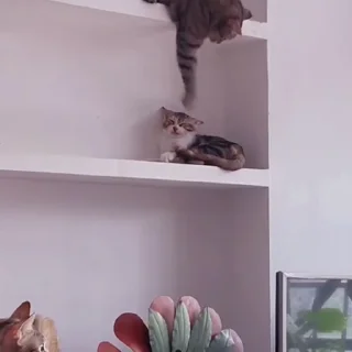 🐈