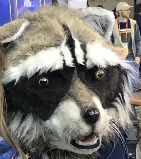 🦝